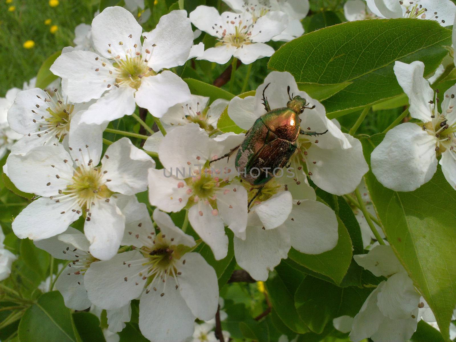 Bug in colours close up in the afternoon