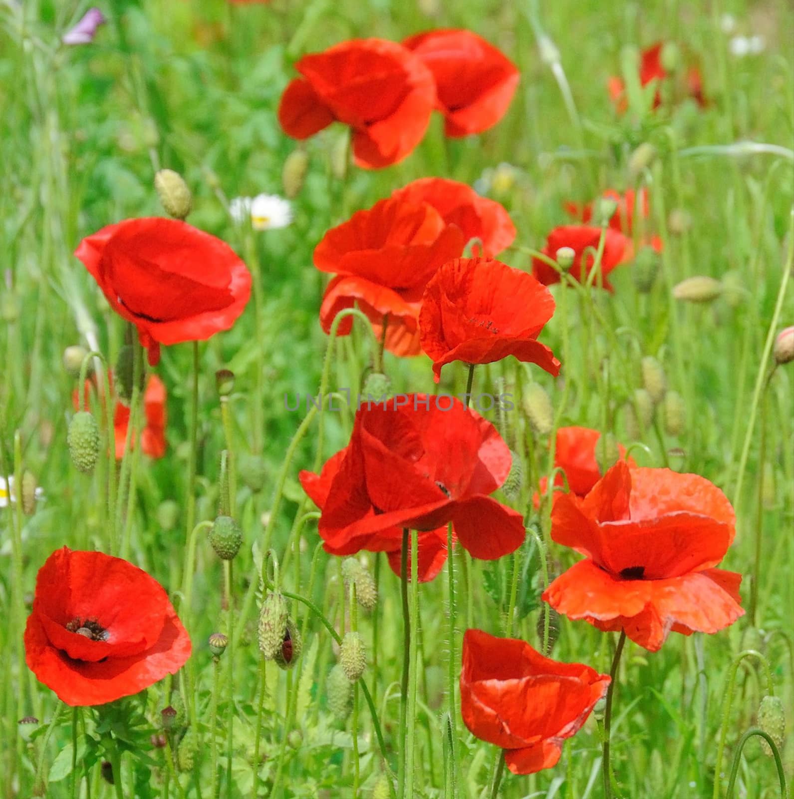 Poppies.
Crimson  variety of this summer flowering plant.




This is a beautiful summer  flower, vibrant and colorful a stunner in the garden, or as a cut flower in the house.

