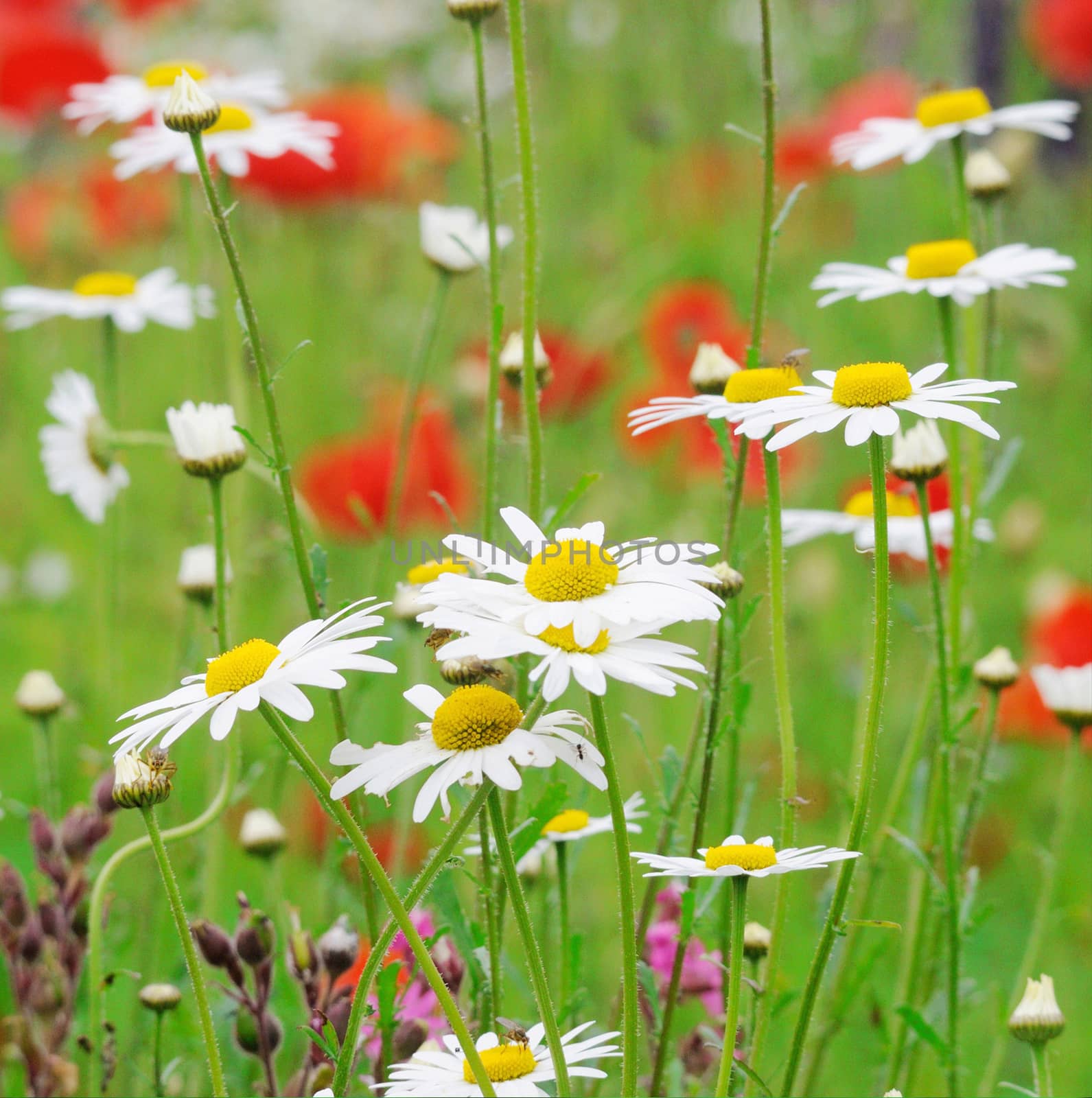 POPPY AND DAISY by george_stevenson