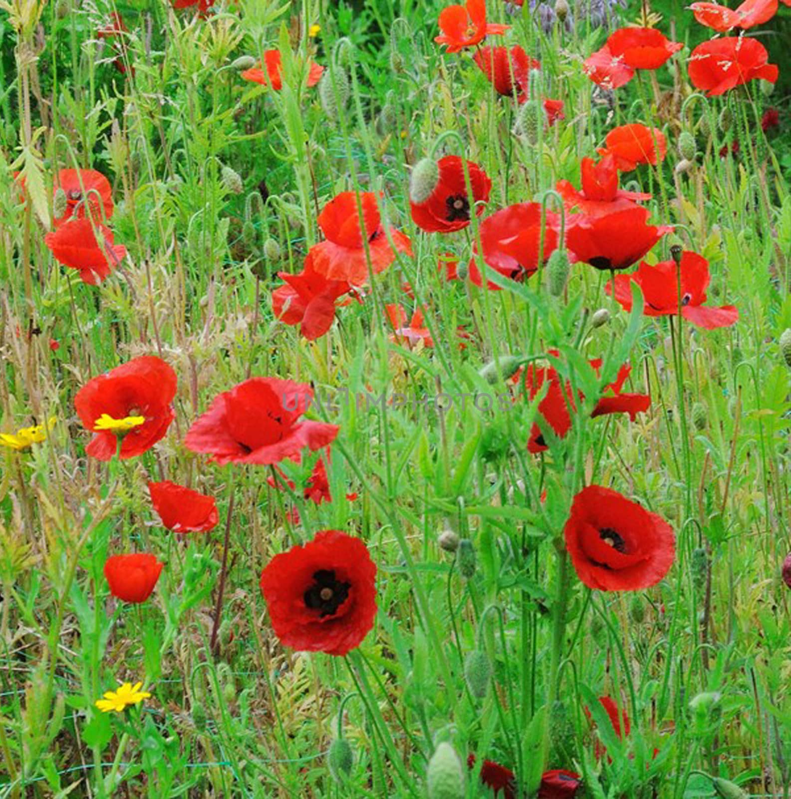 POPPIES by george_stevenson