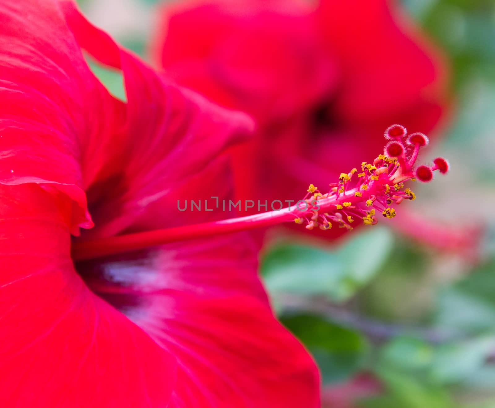 hibiscus flowers by suriyaph