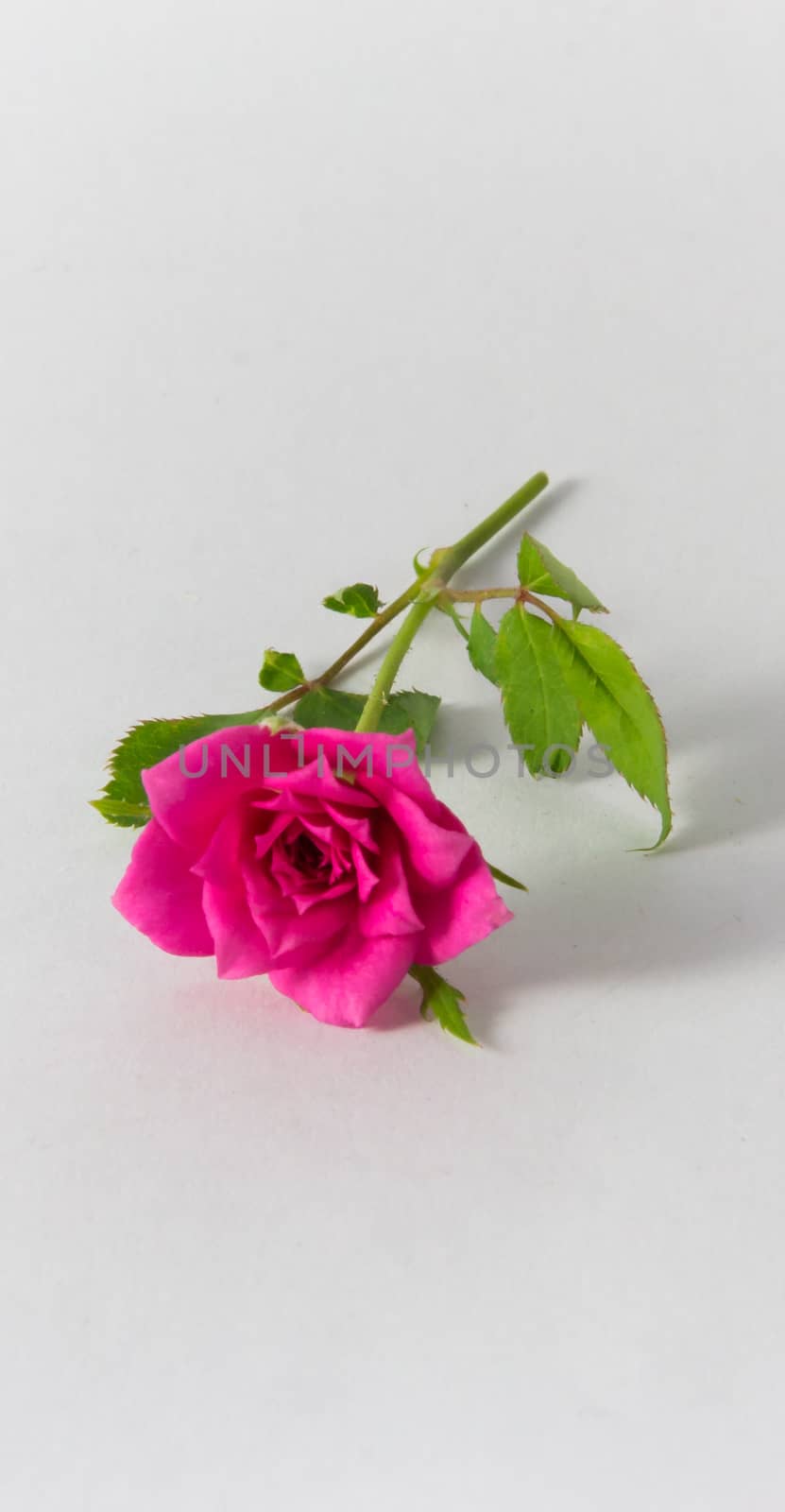Dwarf Rose by suriyaph