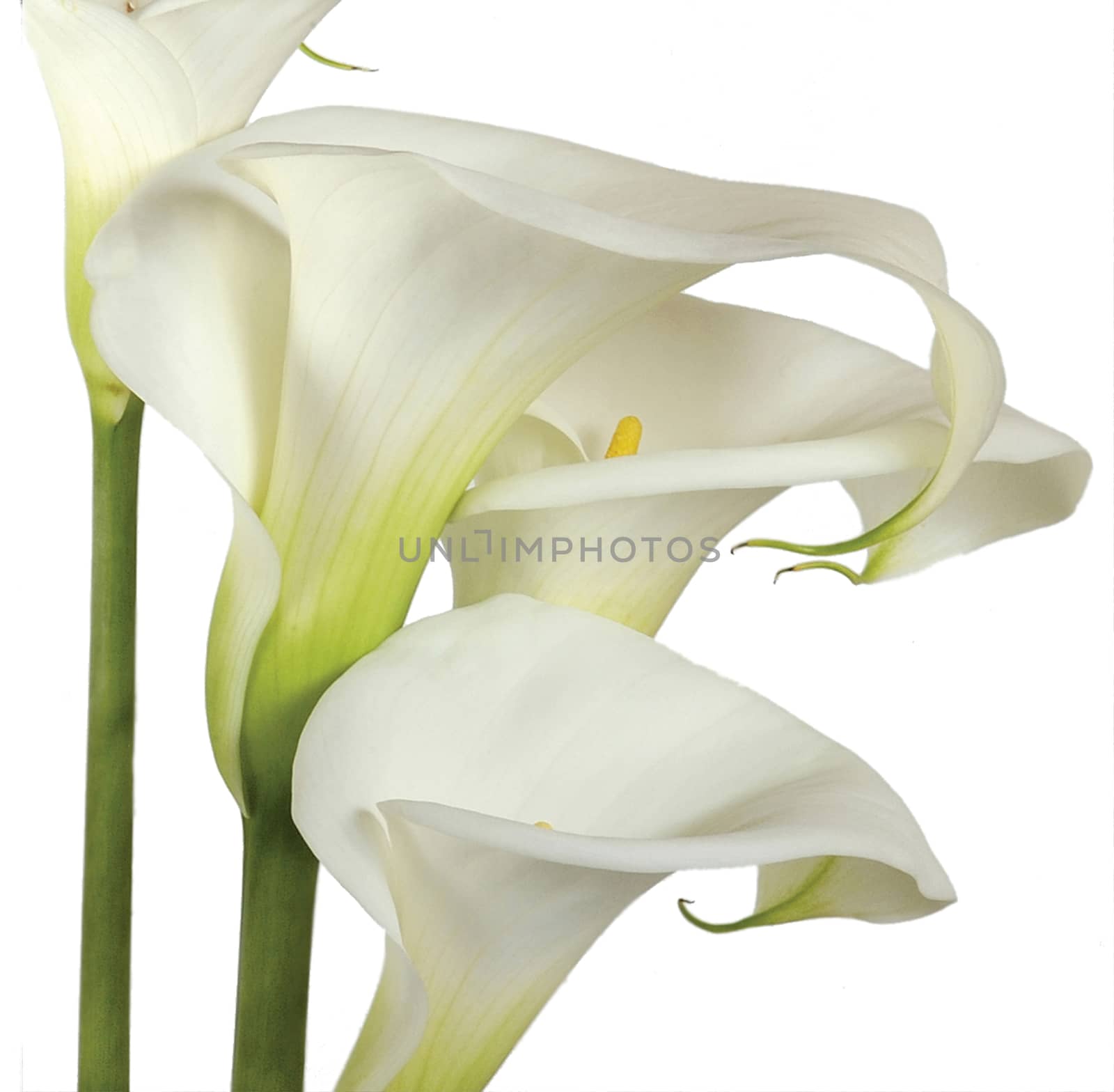 White Calla Lilies. by george_stevenson