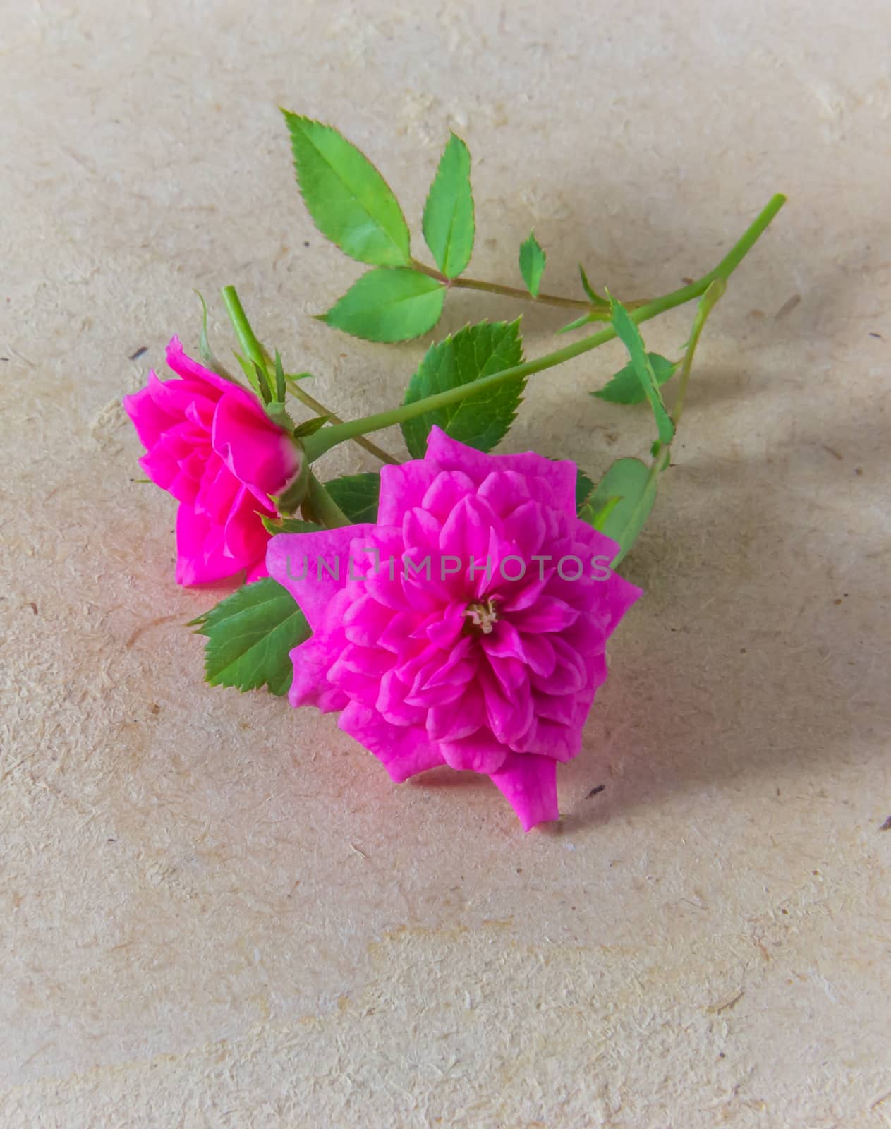 Dwarf Rose.The flowers are small and beautiful. Can grow in a small space