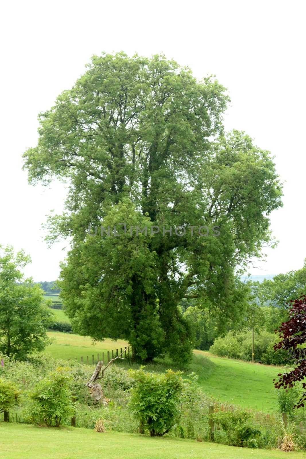 Ash tree. Set ina peaceful country scene.