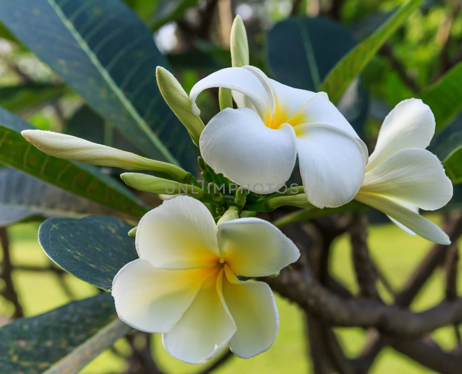 Plumeria flower by suriyaph