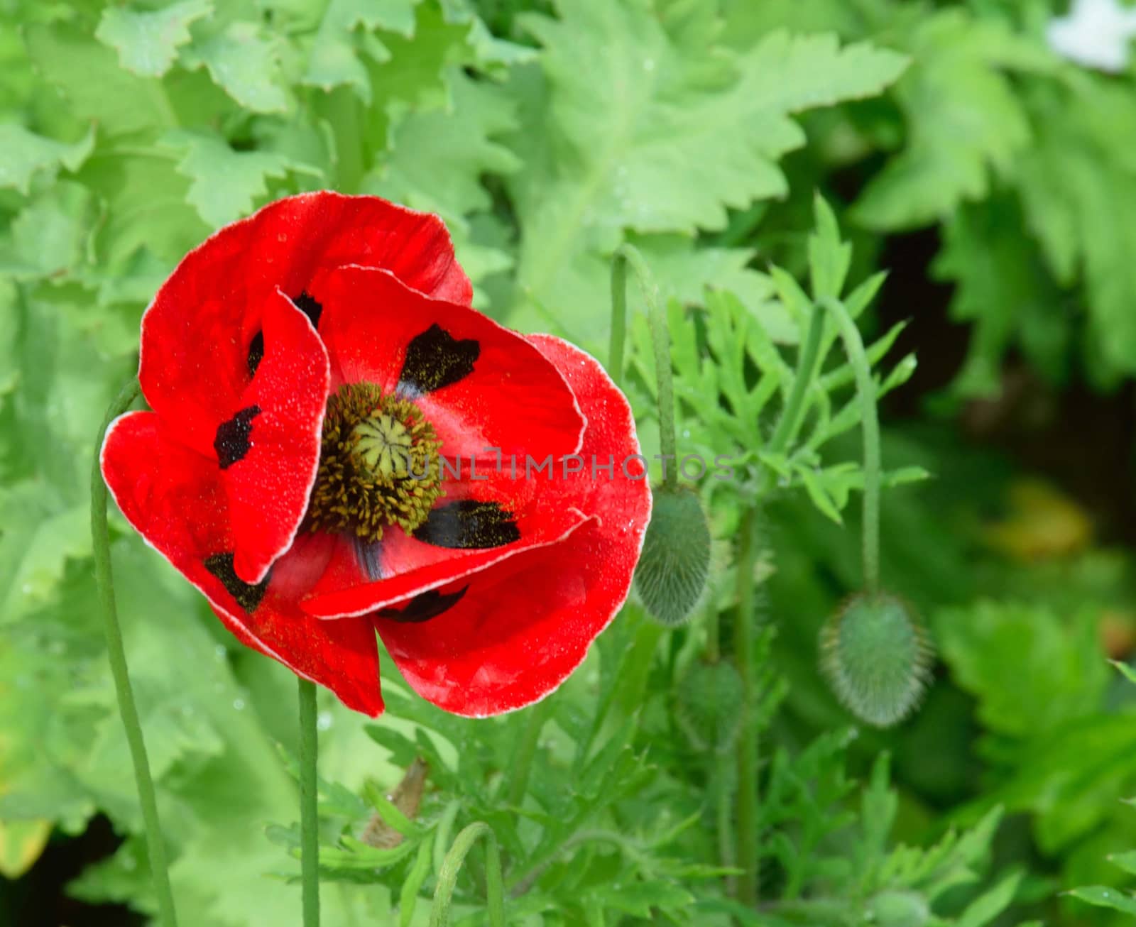 Poppies. by george_stevenson