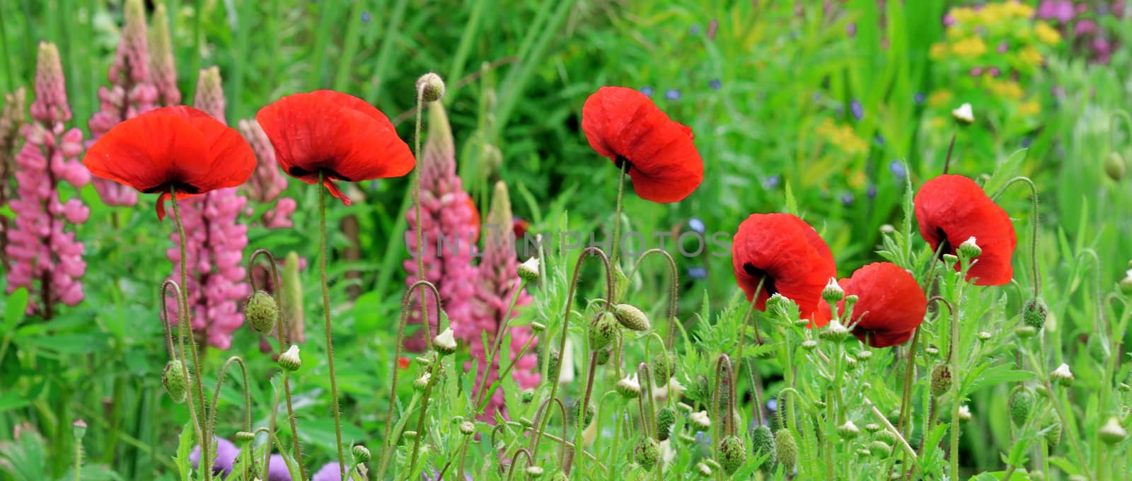 Red Poppies by george_stevenson