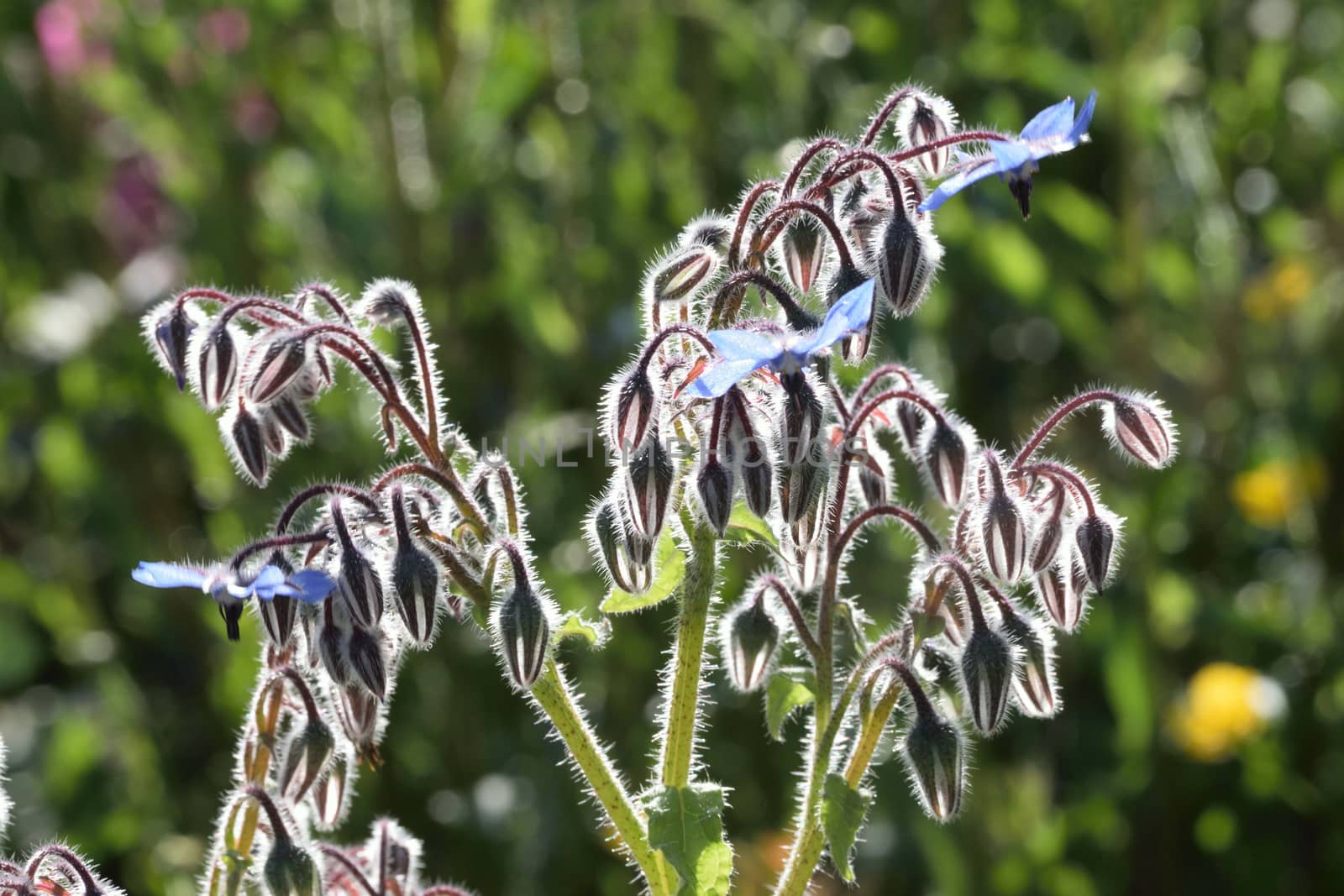 
This is a beautiful summer  flower, vibrant and colorful a stunner in the garden, or as a cut flower in the house.

