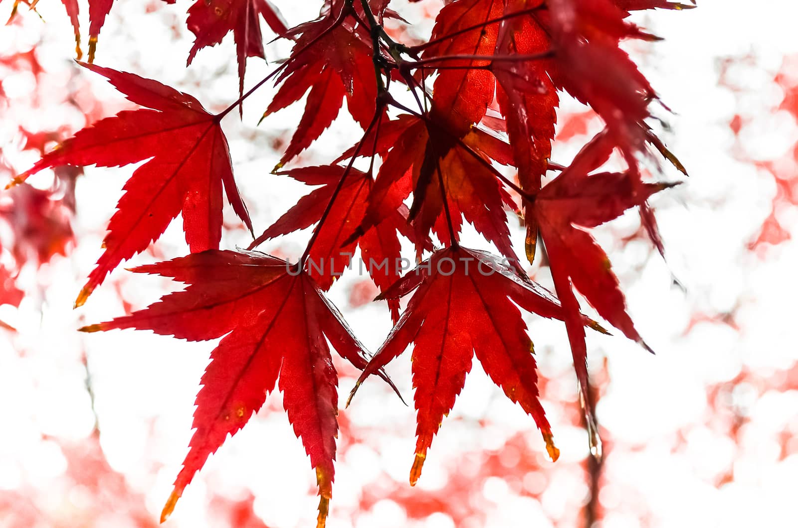 Red Maple Leaves in Autumn by gypsygraphy