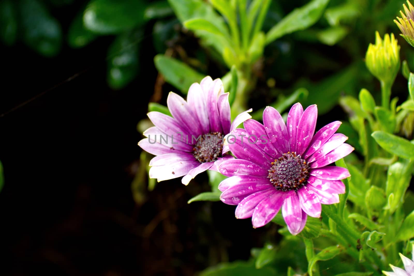 Purple African Daisy flower, Osteospermum flower on blurred background