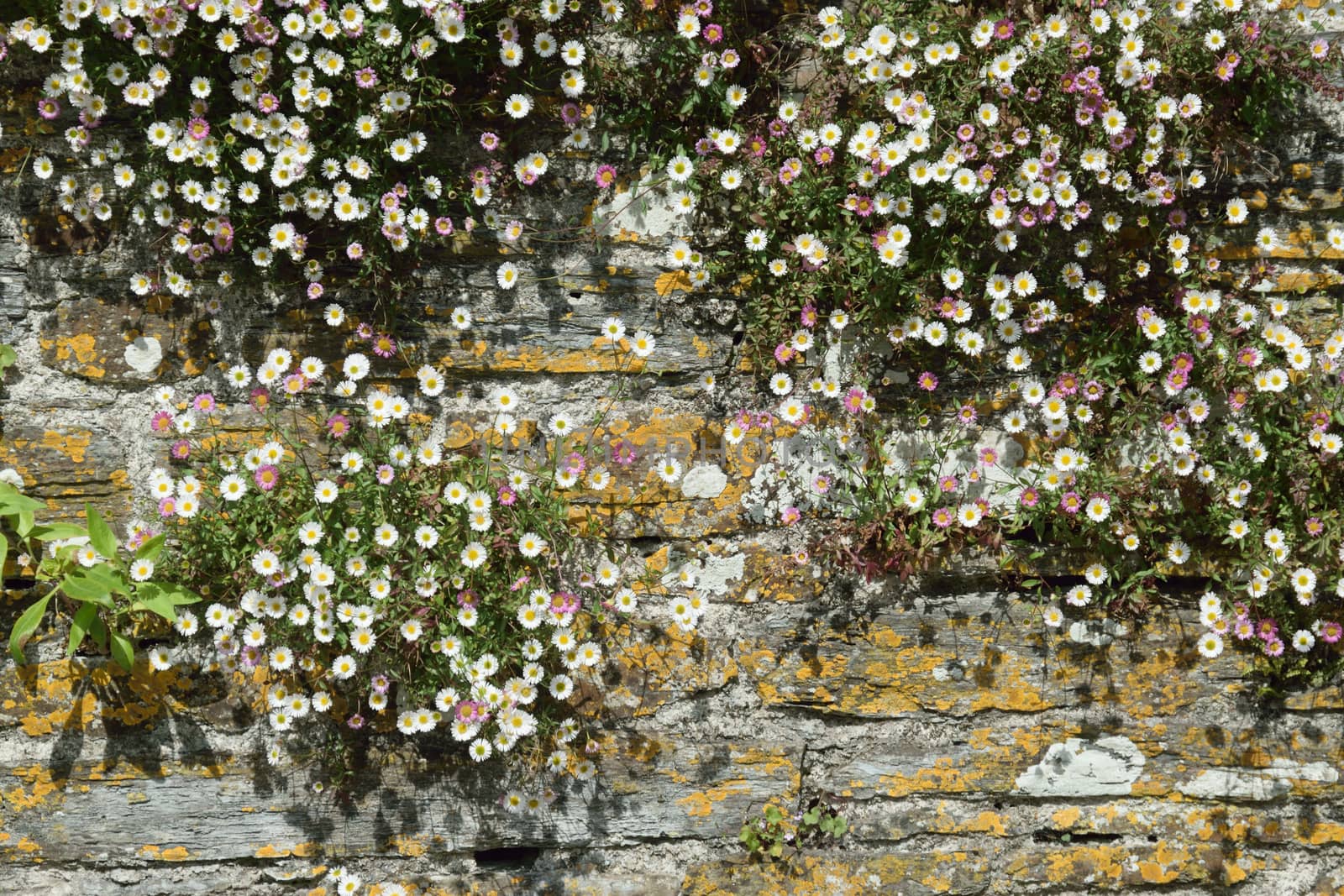 Old stone wall in a village in Cornwall UK by george_stevenson