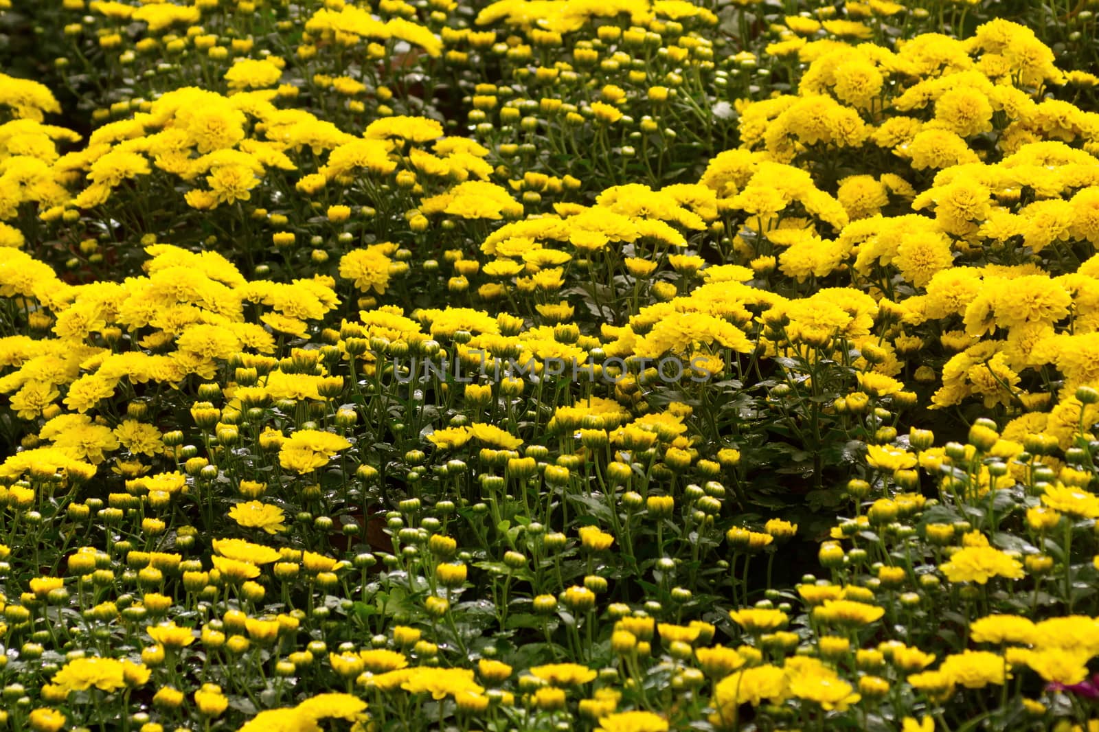 Yellow Chrysanthemum flower bankground