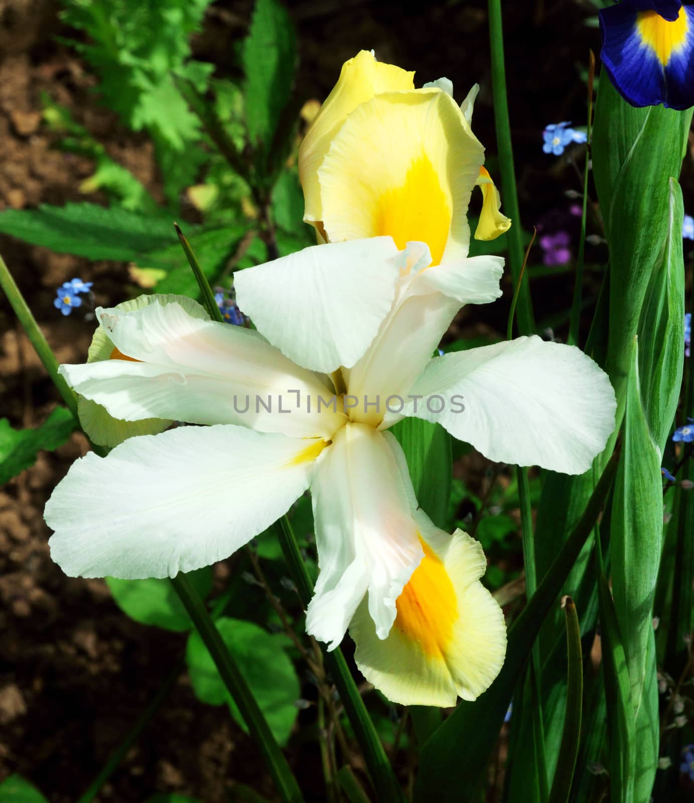 White and yellow Iris.