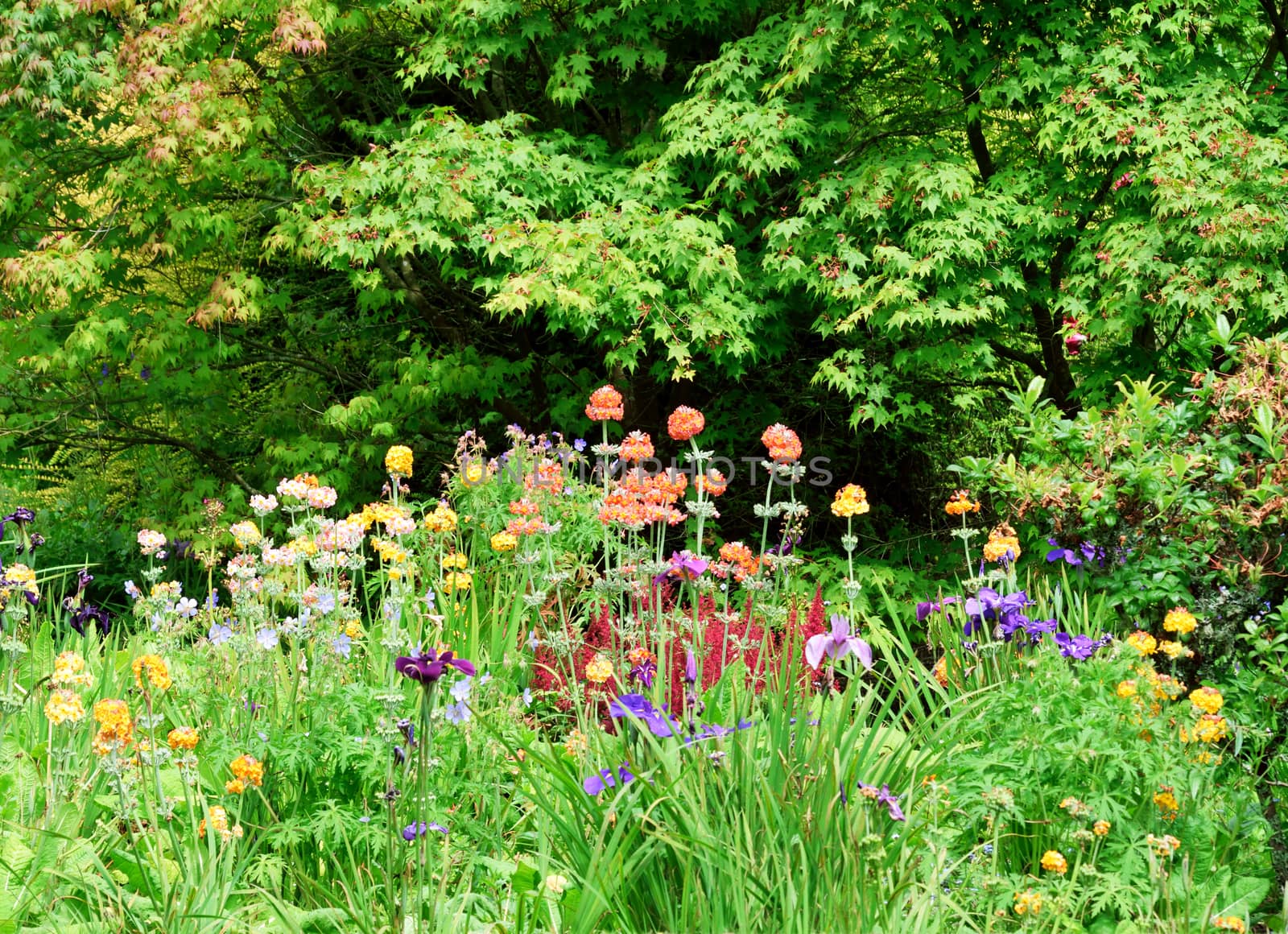 Garden scene resonant of such a sight all over the world where people sculpt,design and tend thier little piece of heaven.