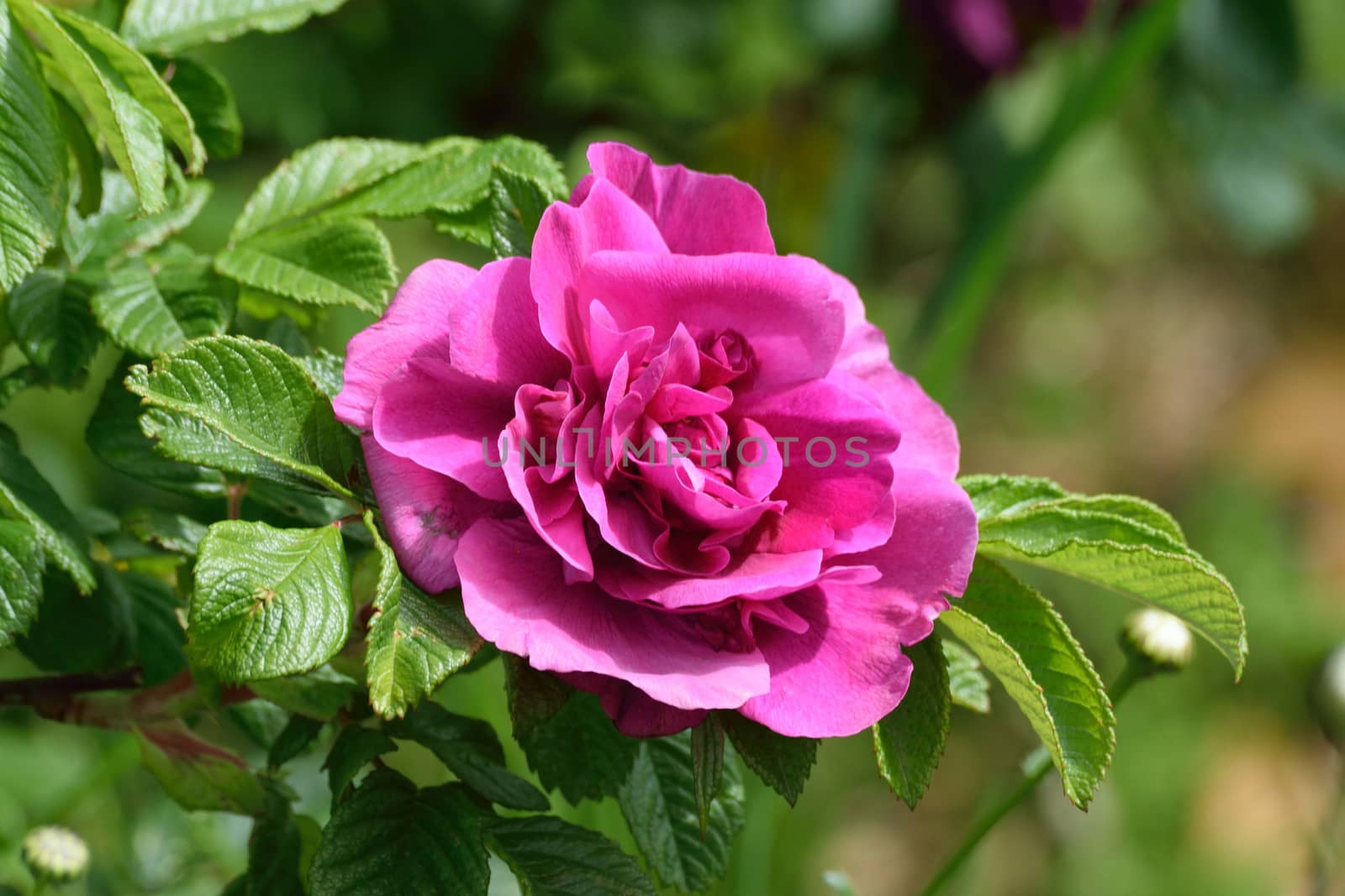 A lovely old fashioned Pink colored rose..