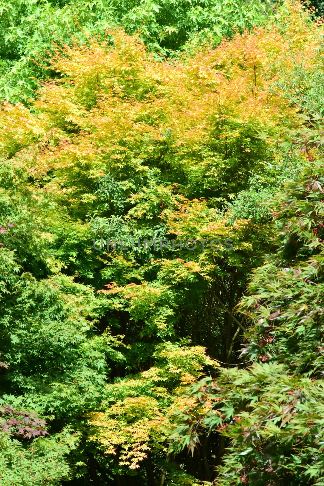   Autumn his on it's way..                             
An Autumn scene with golden colored leaves framed by the setting sun through the stand of trees.