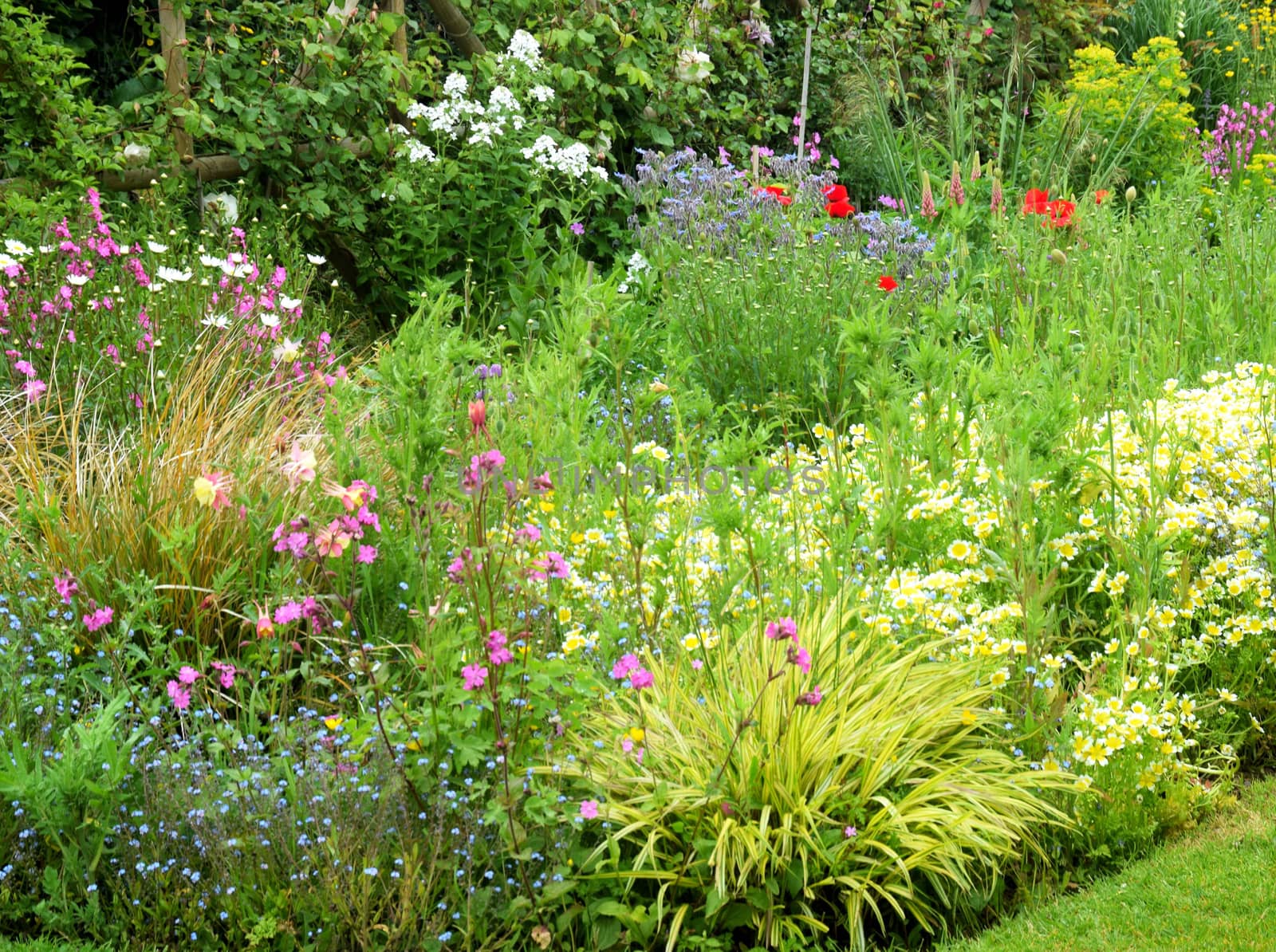 Early summer flower border in an English country cottage garden. Campion poppies and white daisies.