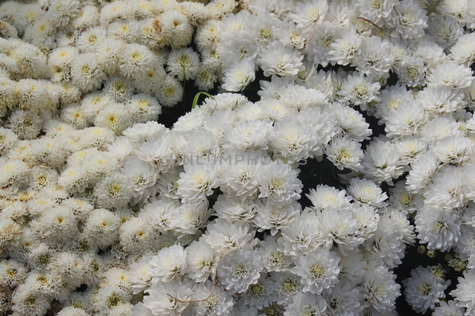 White Chrysanthemum flowers background