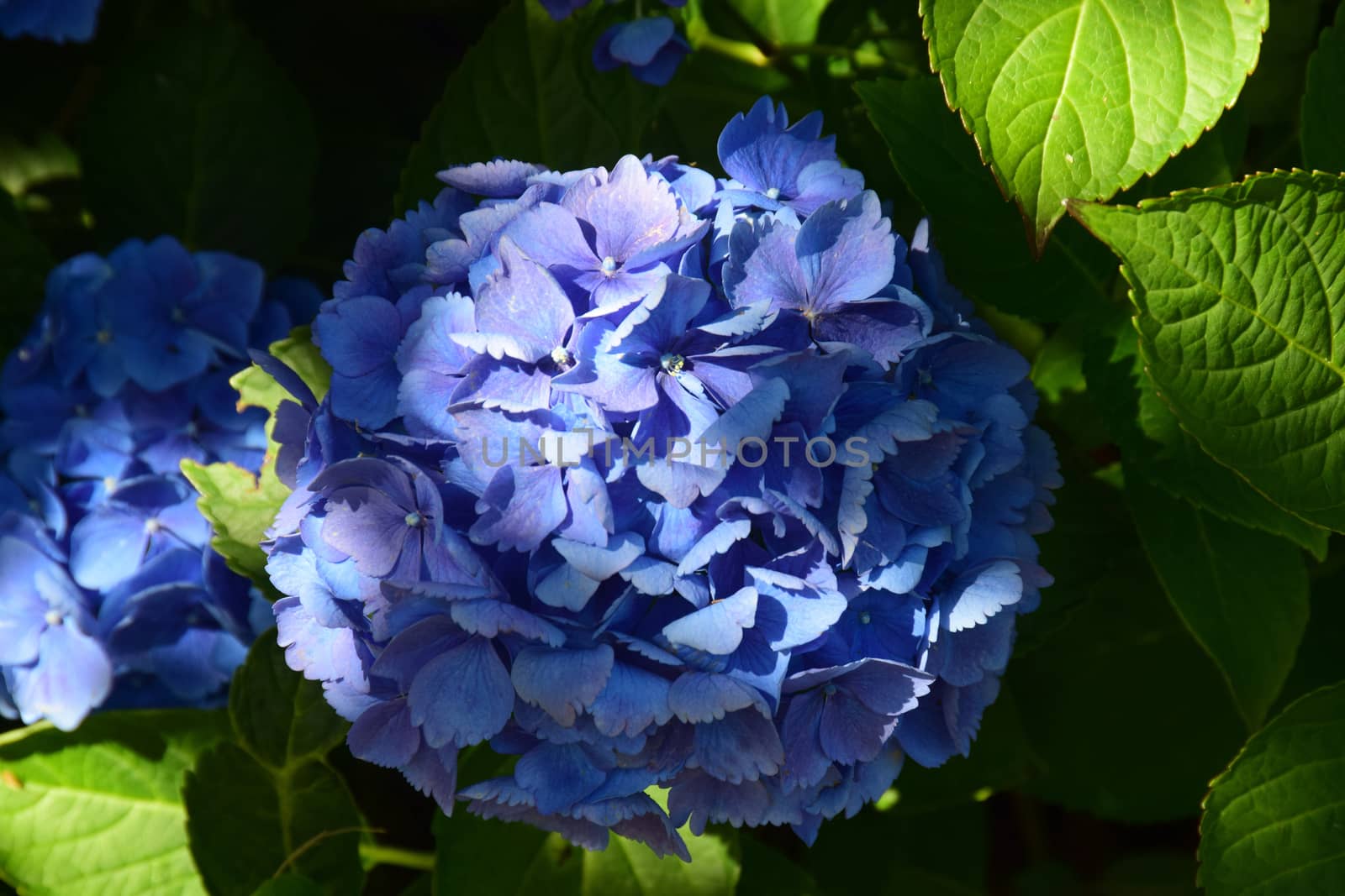 Hydrangea.
This is a beautiful summer  flowering shrub, vibrant and colorful, a stunner in the garden, or as a cut flower in the house.

