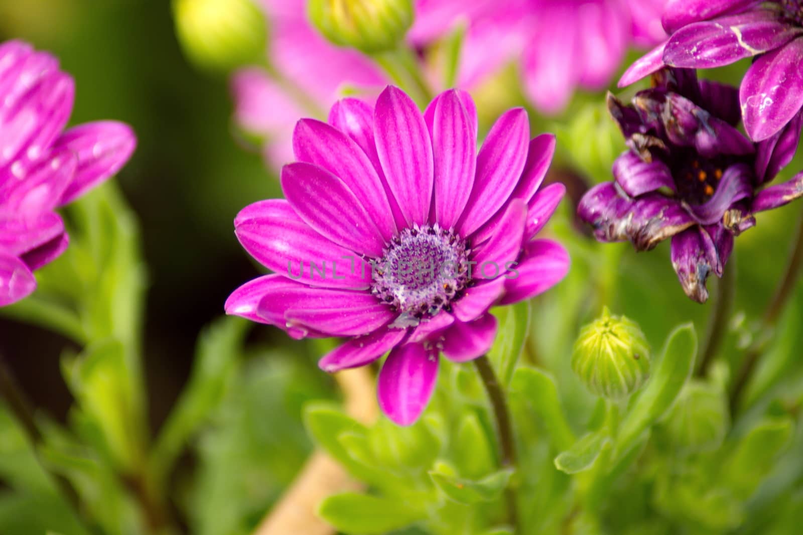 Purple African Daisy flower, Osteospermum flower on blurred background