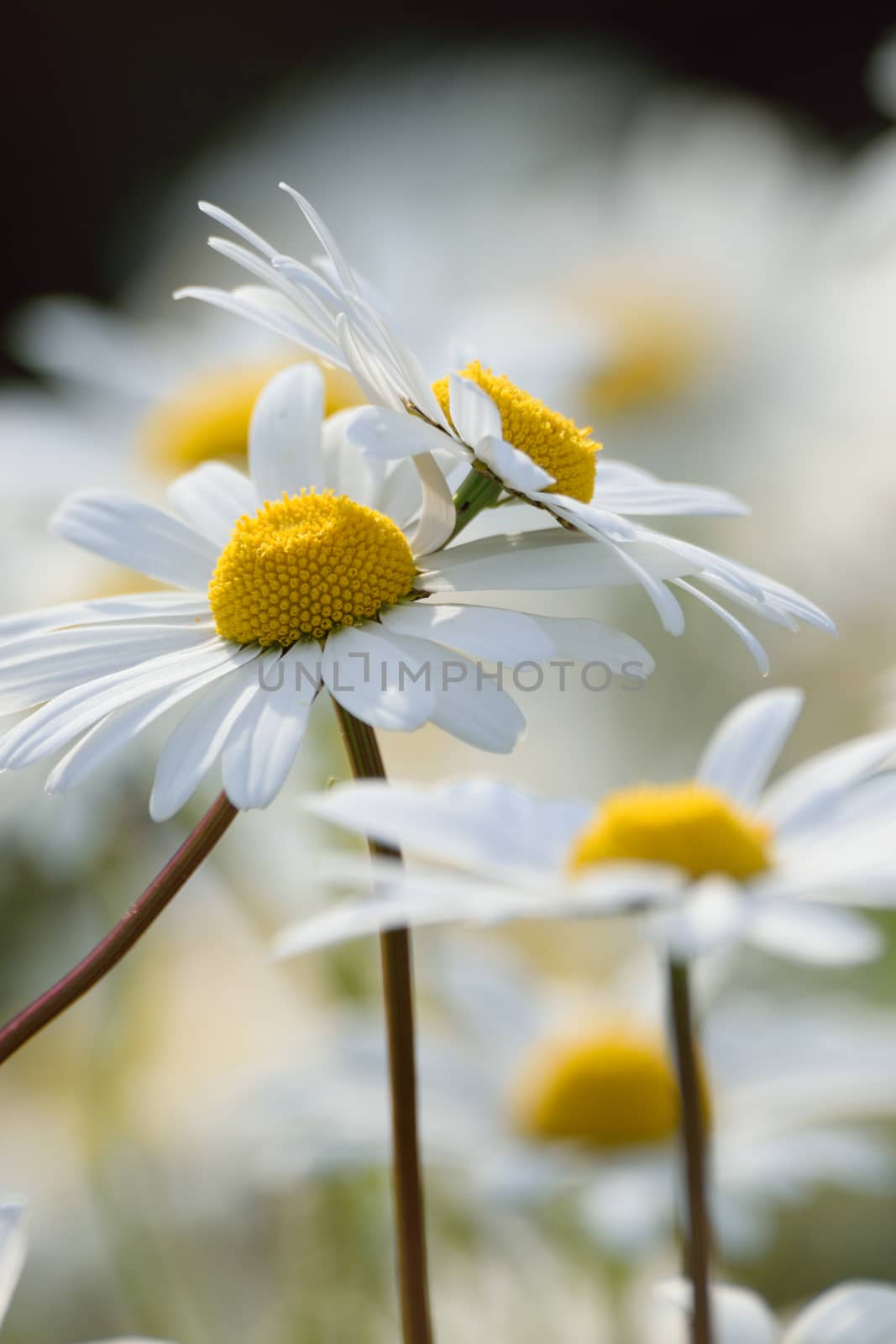 White daisies by george_stevenson