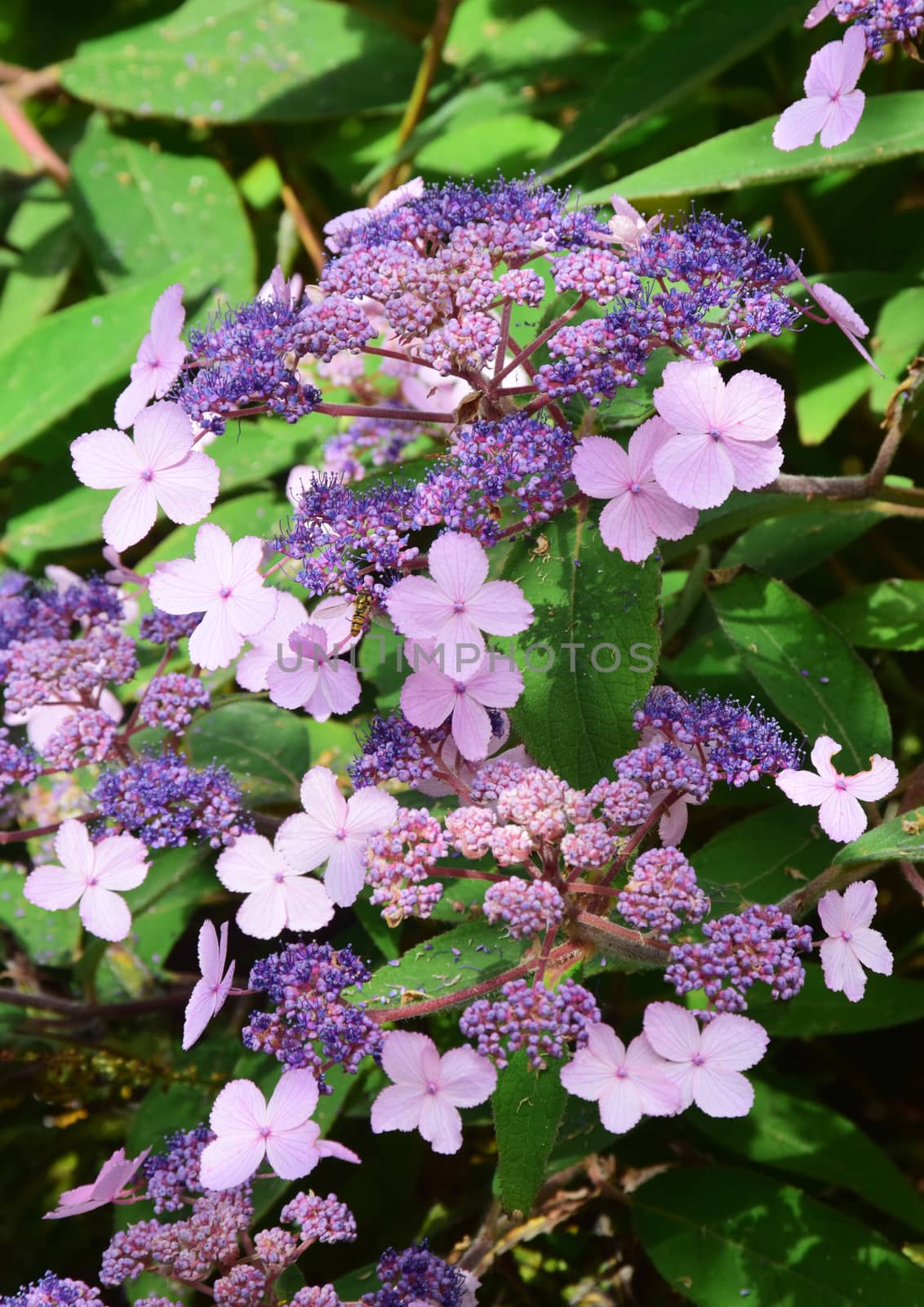 Hydrangea.
This is a beautiful summer  flower, vibrant and colorful, a stunner in the garden, or as a cut flower in the house.

