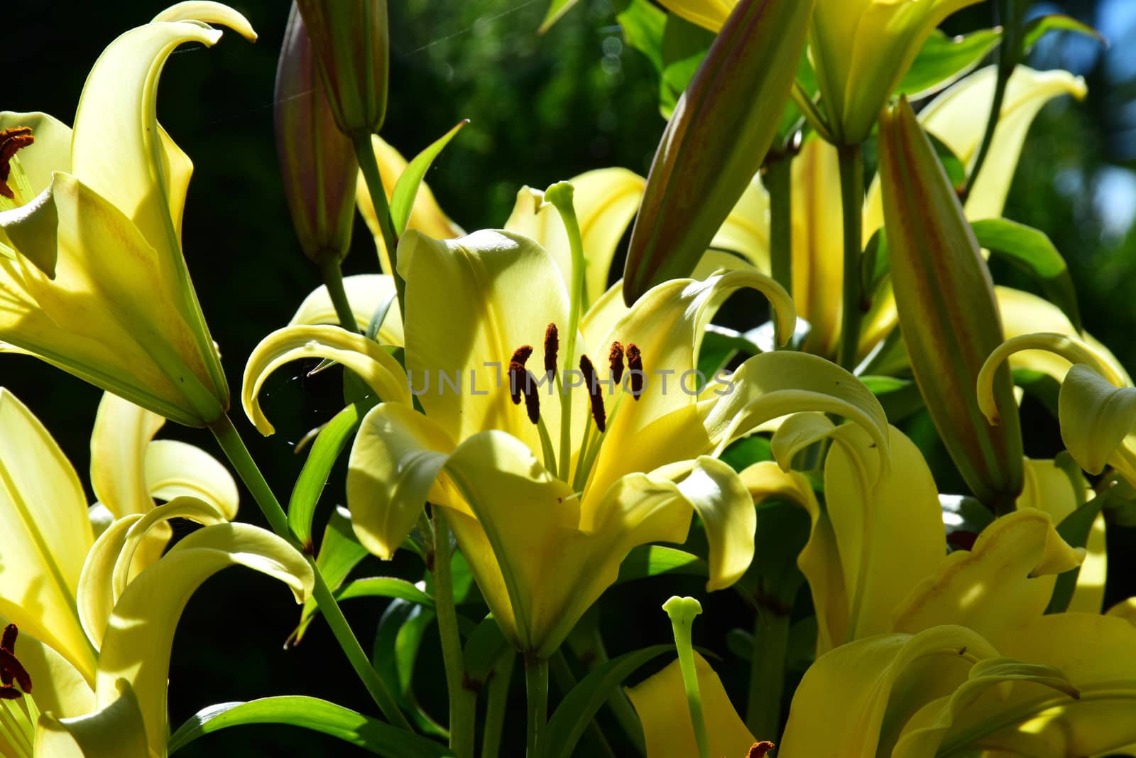 Yellow Lilies. by george_stevenson