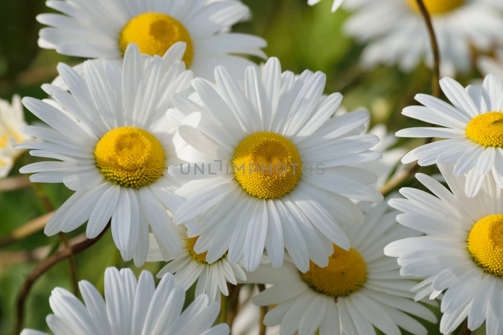 White daisy portrait in close up.