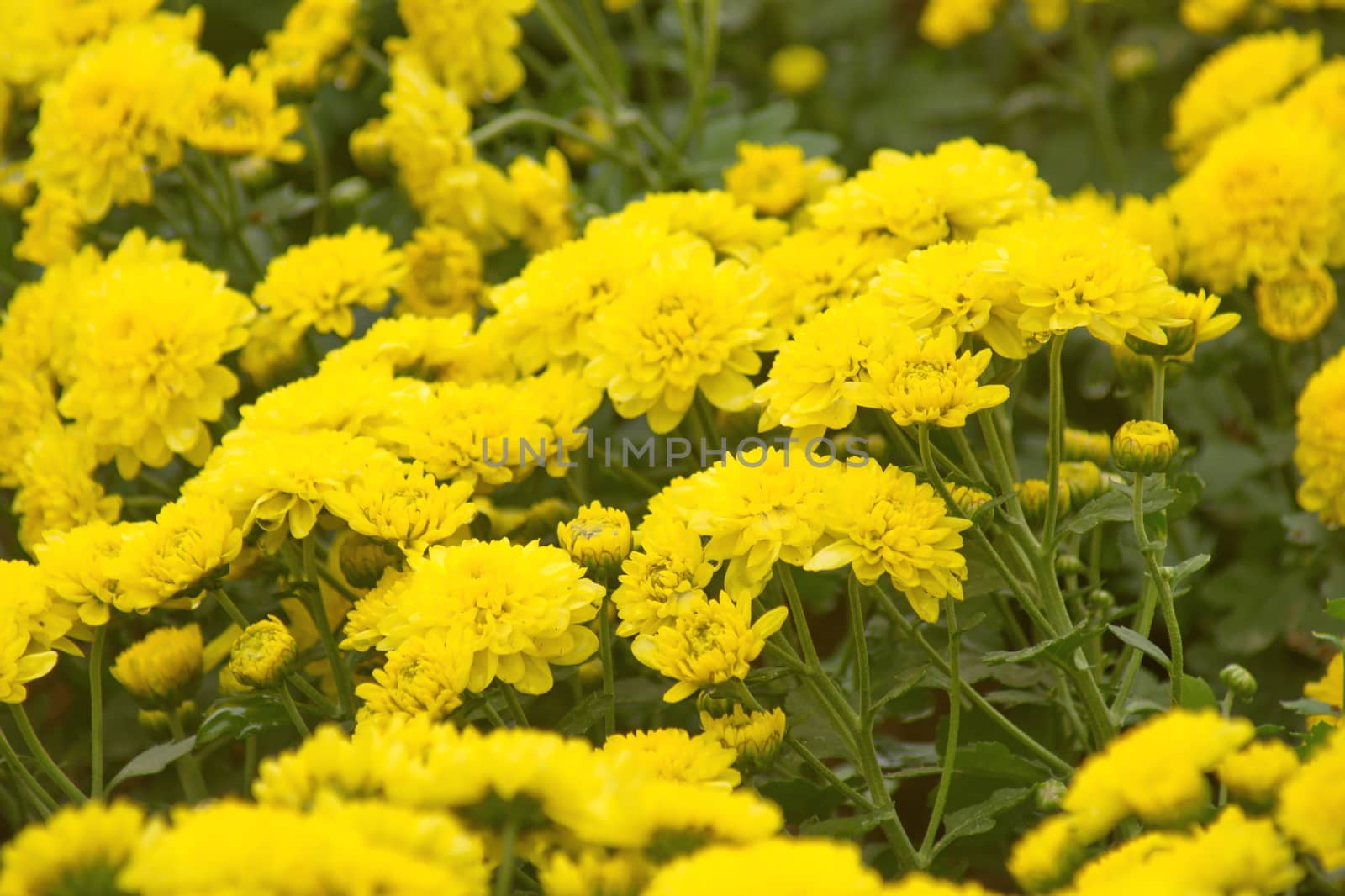 Yellow Chrysanthemum flower bankground