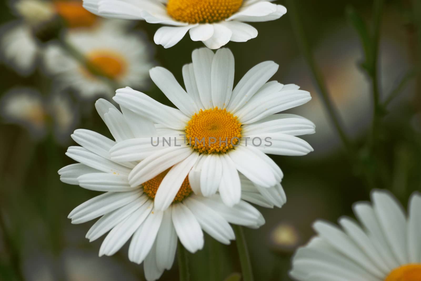 White daisy portrait in close up.