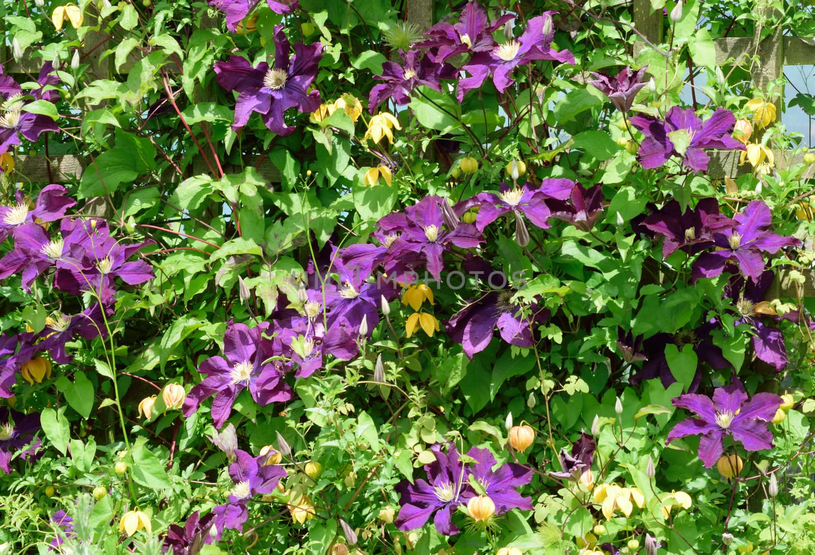 Clematis Jackmanii and (yellow) Bill McKenzie.

Beautiful, delicate yet robust, this summer flowering climbers which will grace any garden..