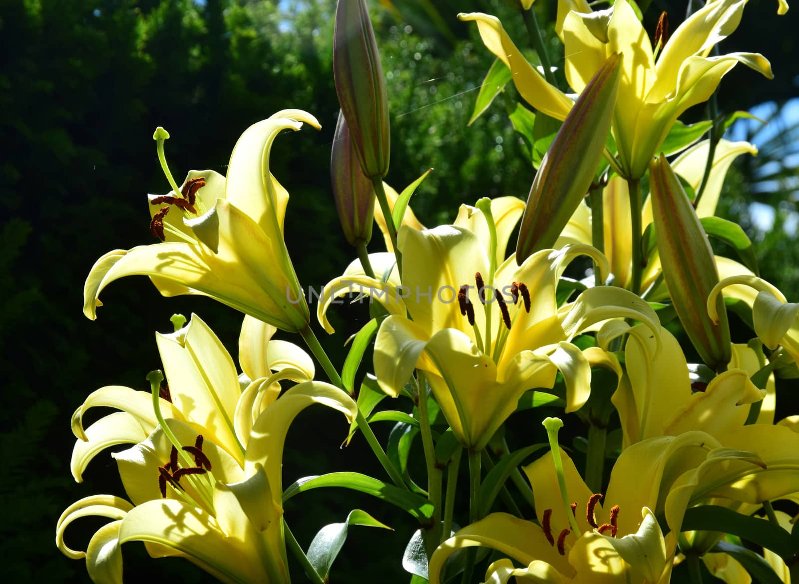 Yellow Lilies.

Set in a border of an English country cottage garden these yellow blooms glow in the summer sun.