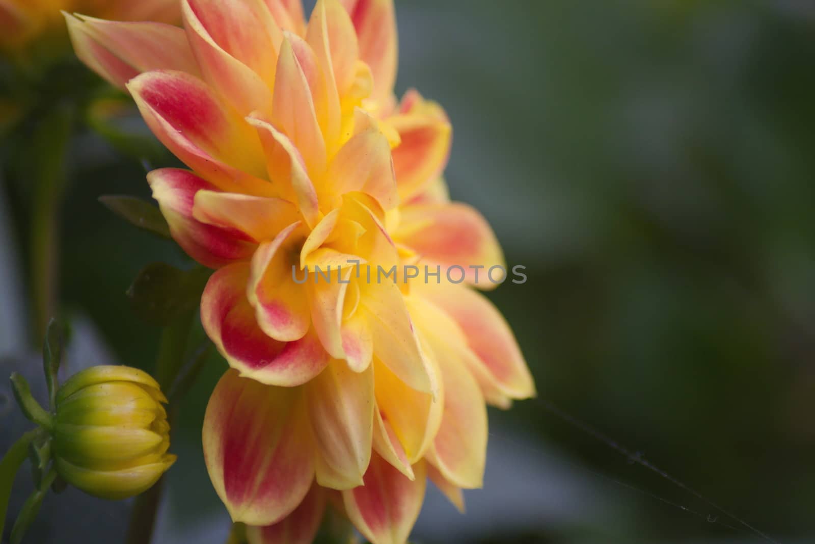 Dahlia flower on blurred background