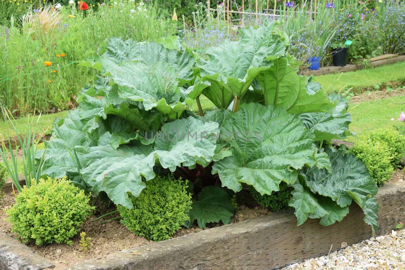 Rhubarb, the giant leaves on this vegetable very attractive and structural.