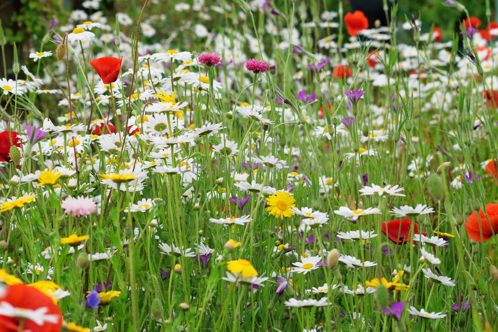 White daisies, yellow daisies, beautiful red poppies and corncrackle all part of a cottage garden.