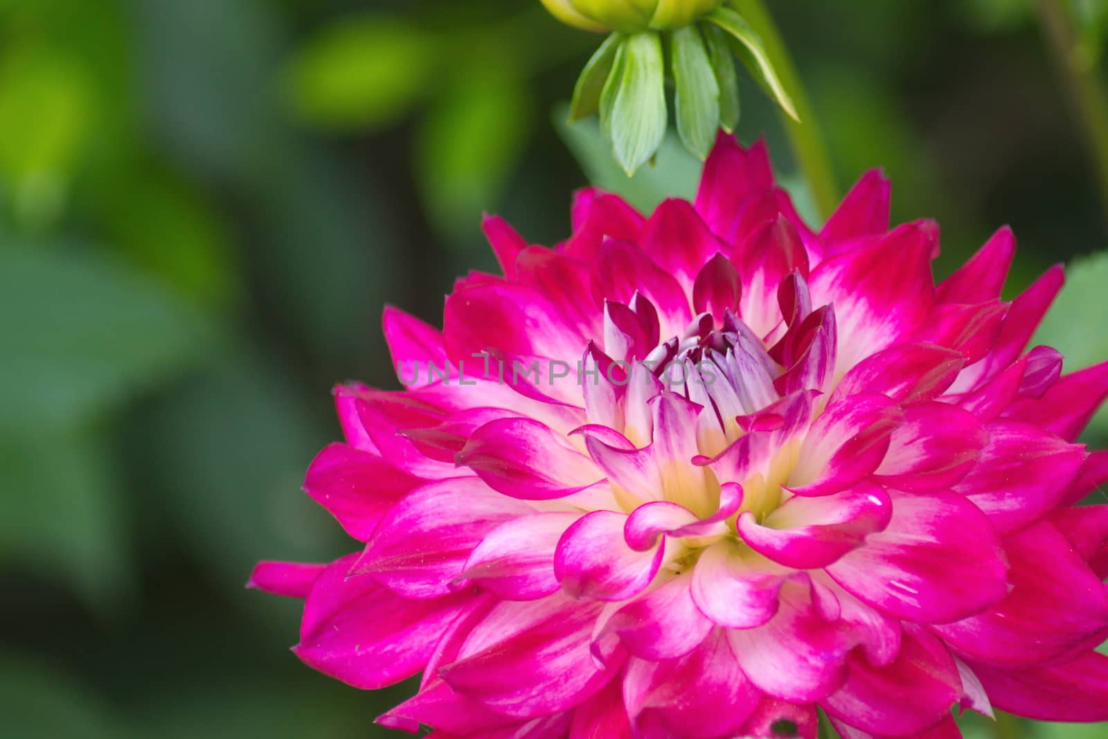 Pink Dahlia flower on blurred background