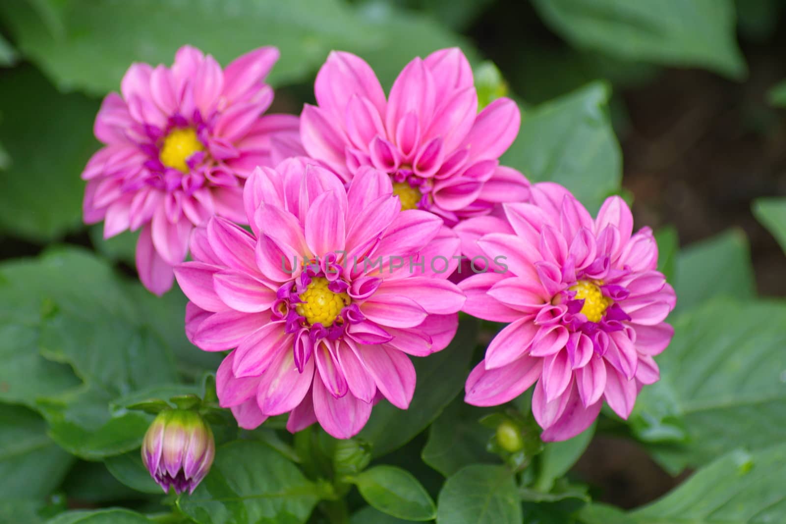 Pink Dahlia flower on blurred background