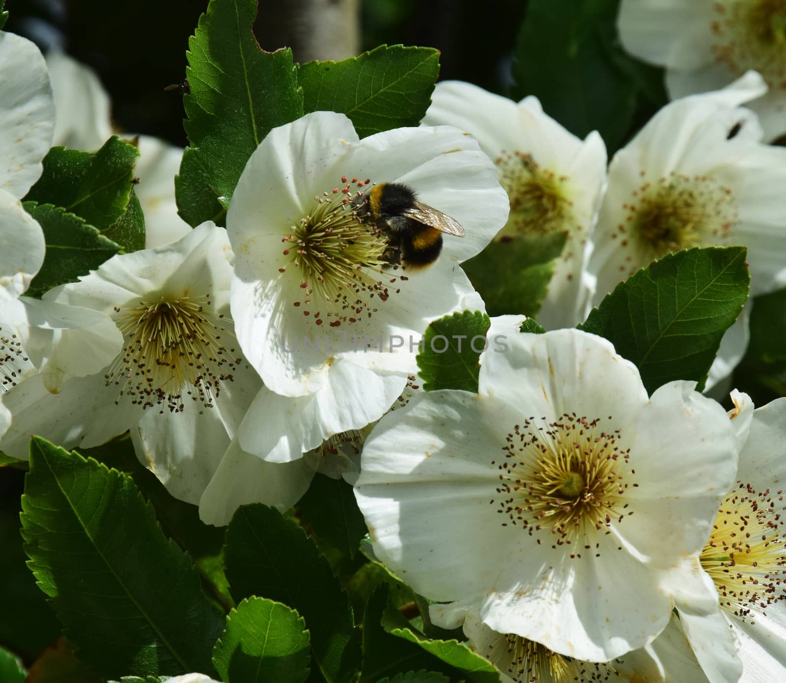 Bee hovering over white wild rose  flower. by george_stevenson