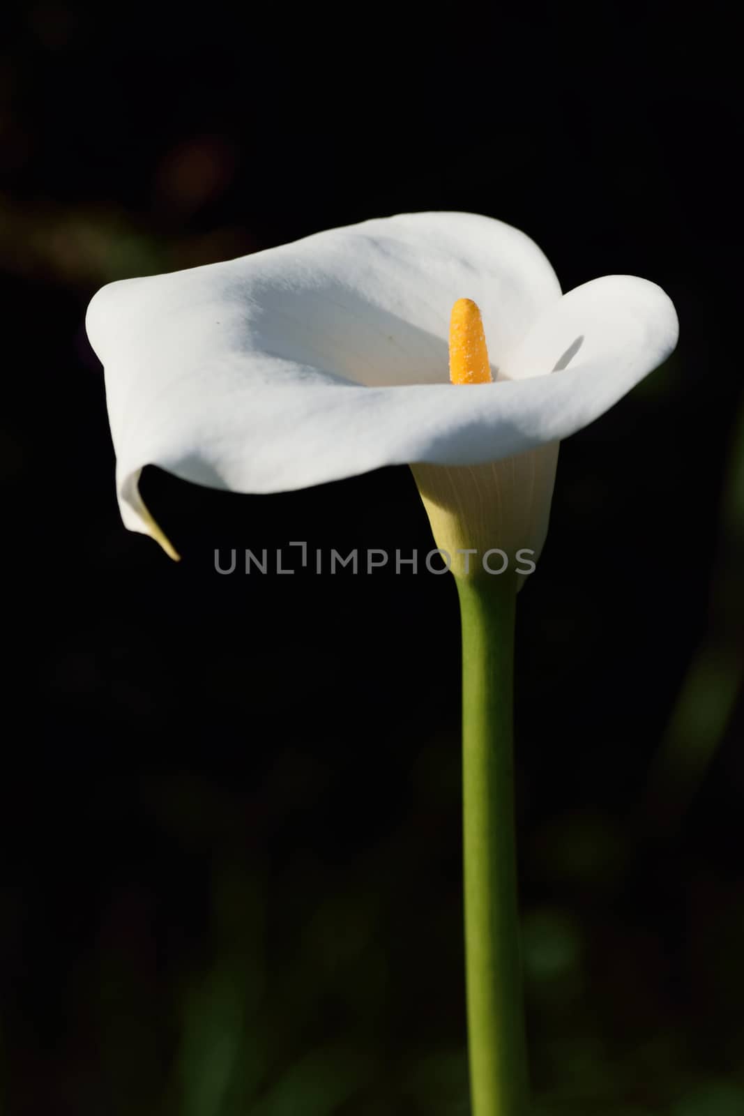 White Calla lily, the symbol of purity in the floral world.