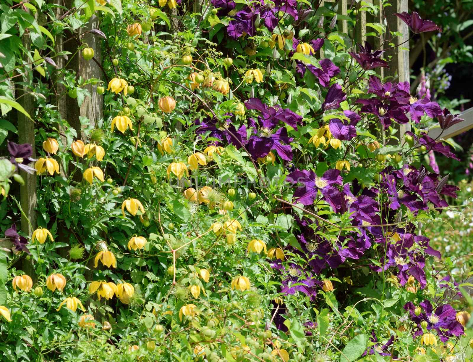 Clematis Jackmanii and (yellow) Bill McKenzie.

Beautiful, delicate yet robust, this summer flowering climbers which will grace any garden..