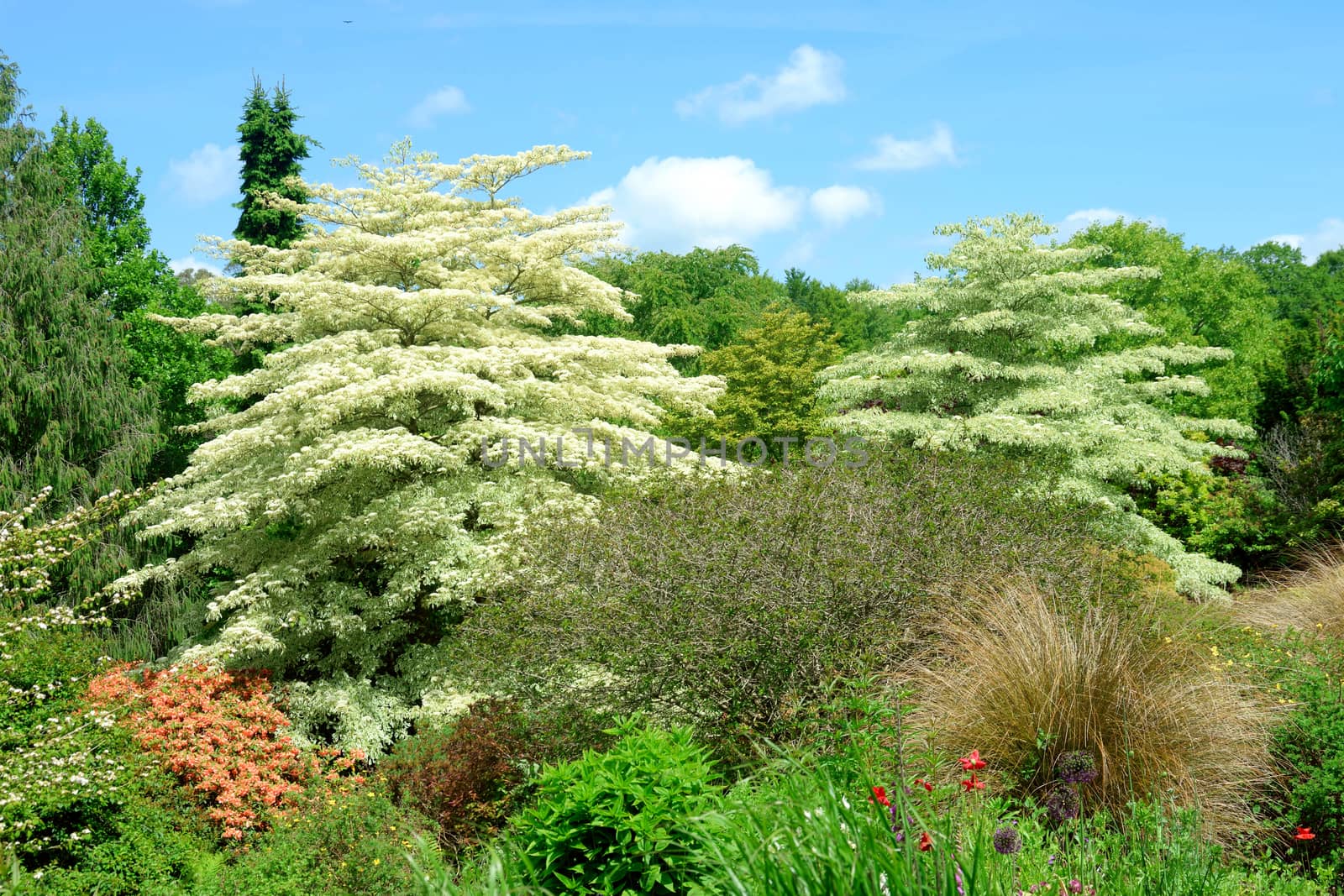 Garden scene by george_stevenson