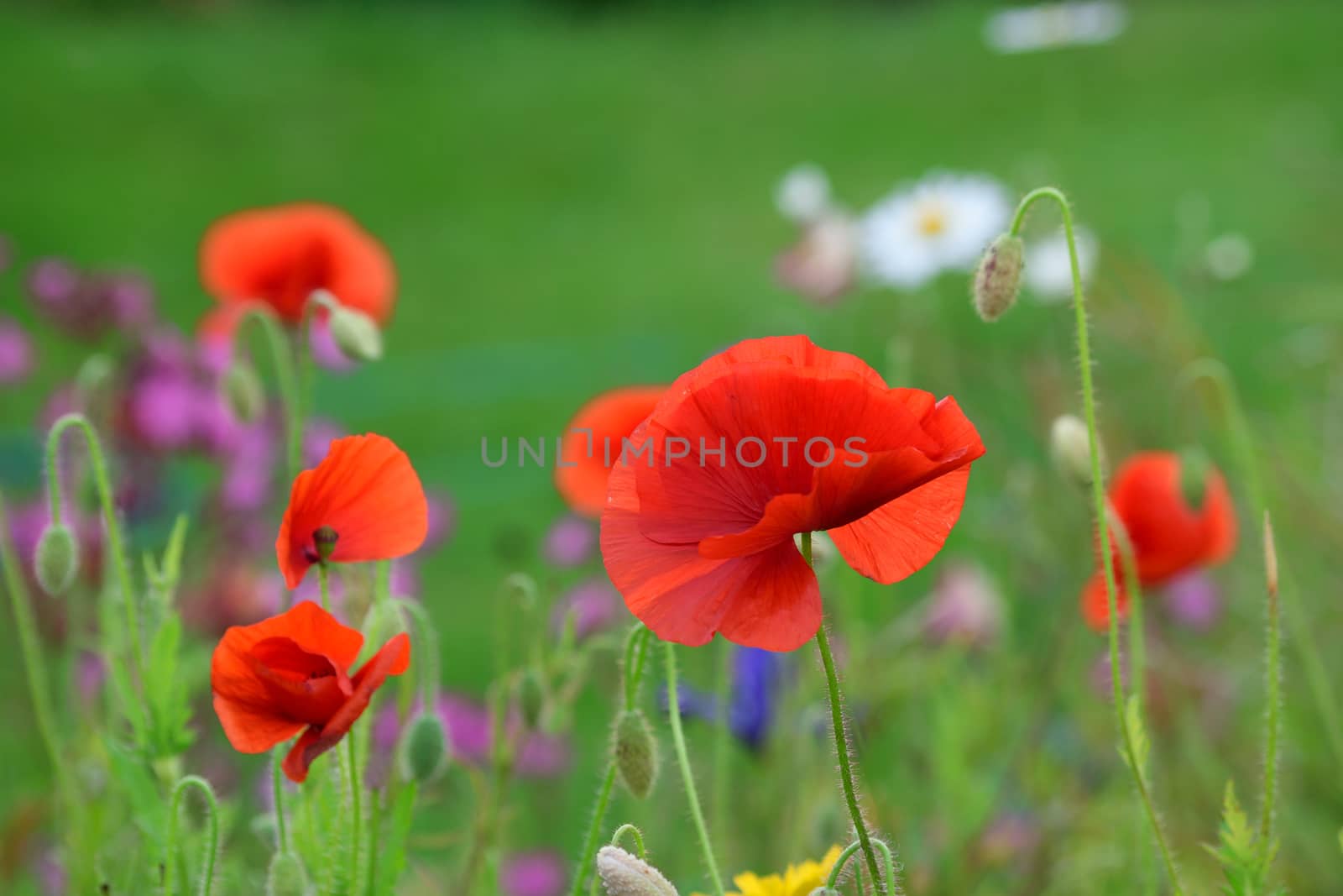 Beautiful and vibrant bright red poppy  against natural backdrop.