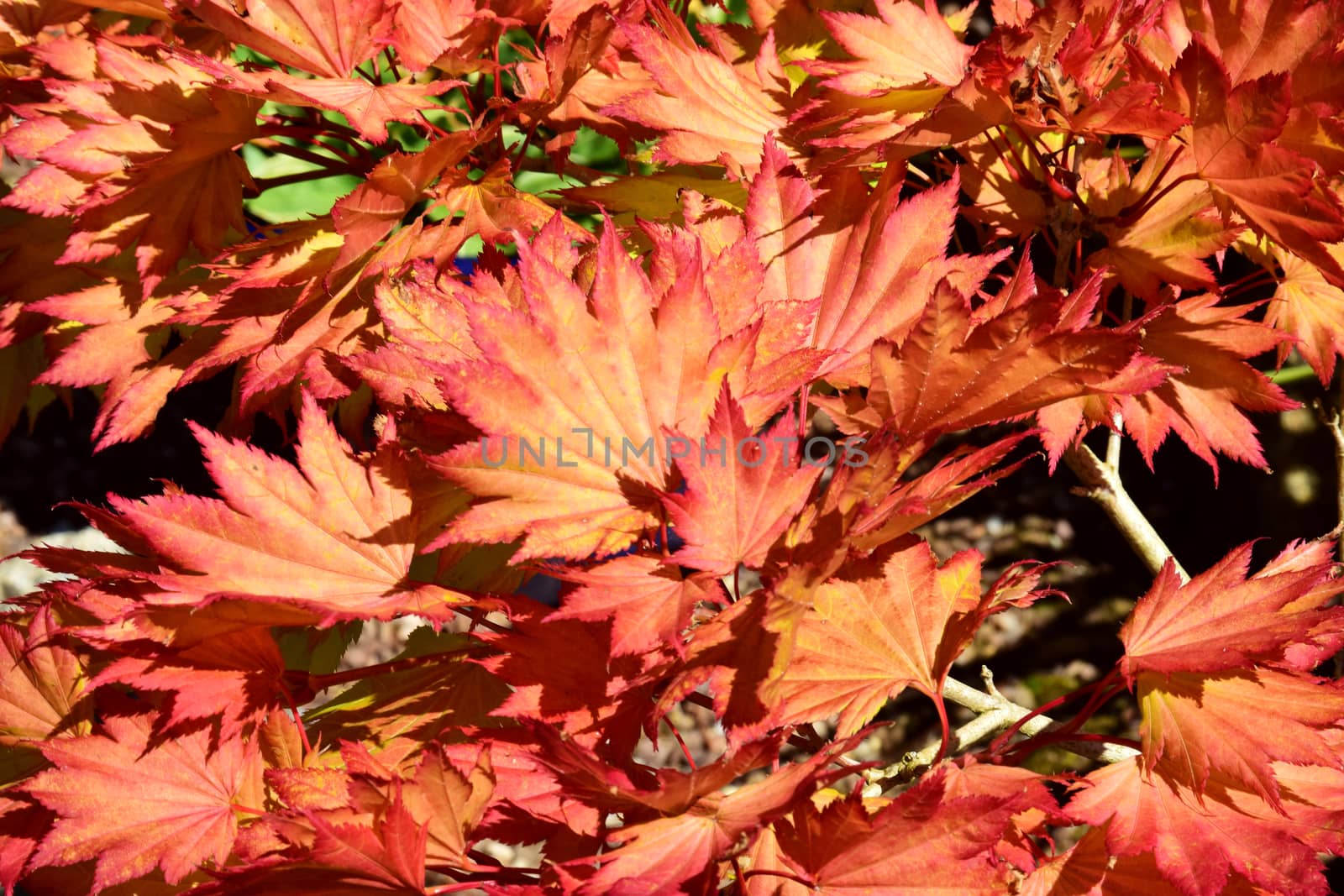 Beautiful image of russet colored leaves framed with the Autumn sun shining through them, a stunning sight.