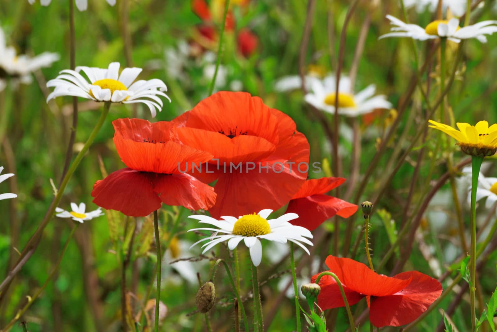 .Photograph taken in an English Country Cottage garden, demonstrating the colors and vibrancy of such a flower border.