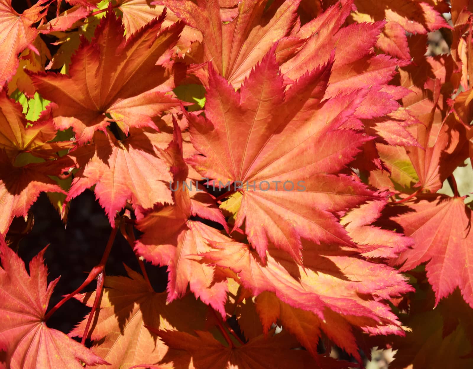 Beautiful image of russet colored leaves framed with the Autumn sun shining through them, a stunning sight.