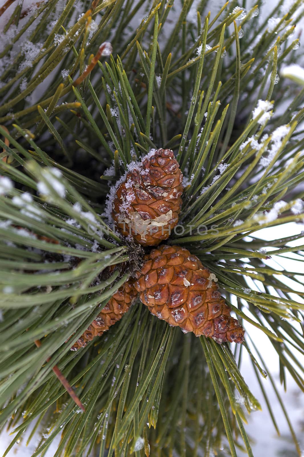Pine cone on a branch by remusrigo