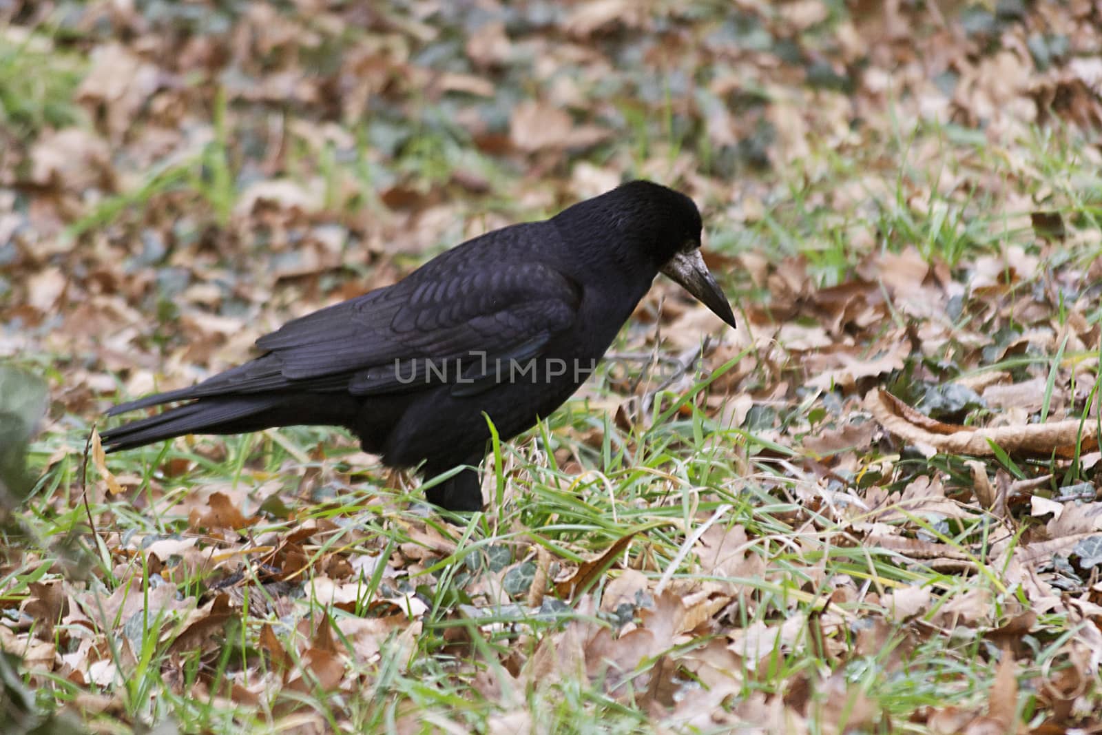 Black crow searching for food. Common crow.