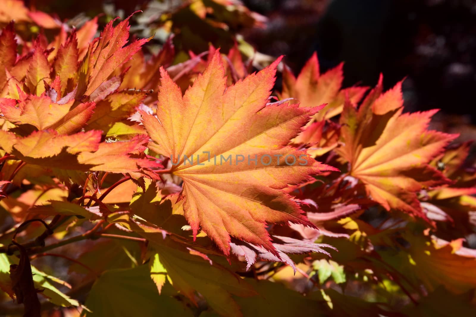 Beautiful image of russet colored leaves framed with the Autumn sun shining through them, a stunning sight.