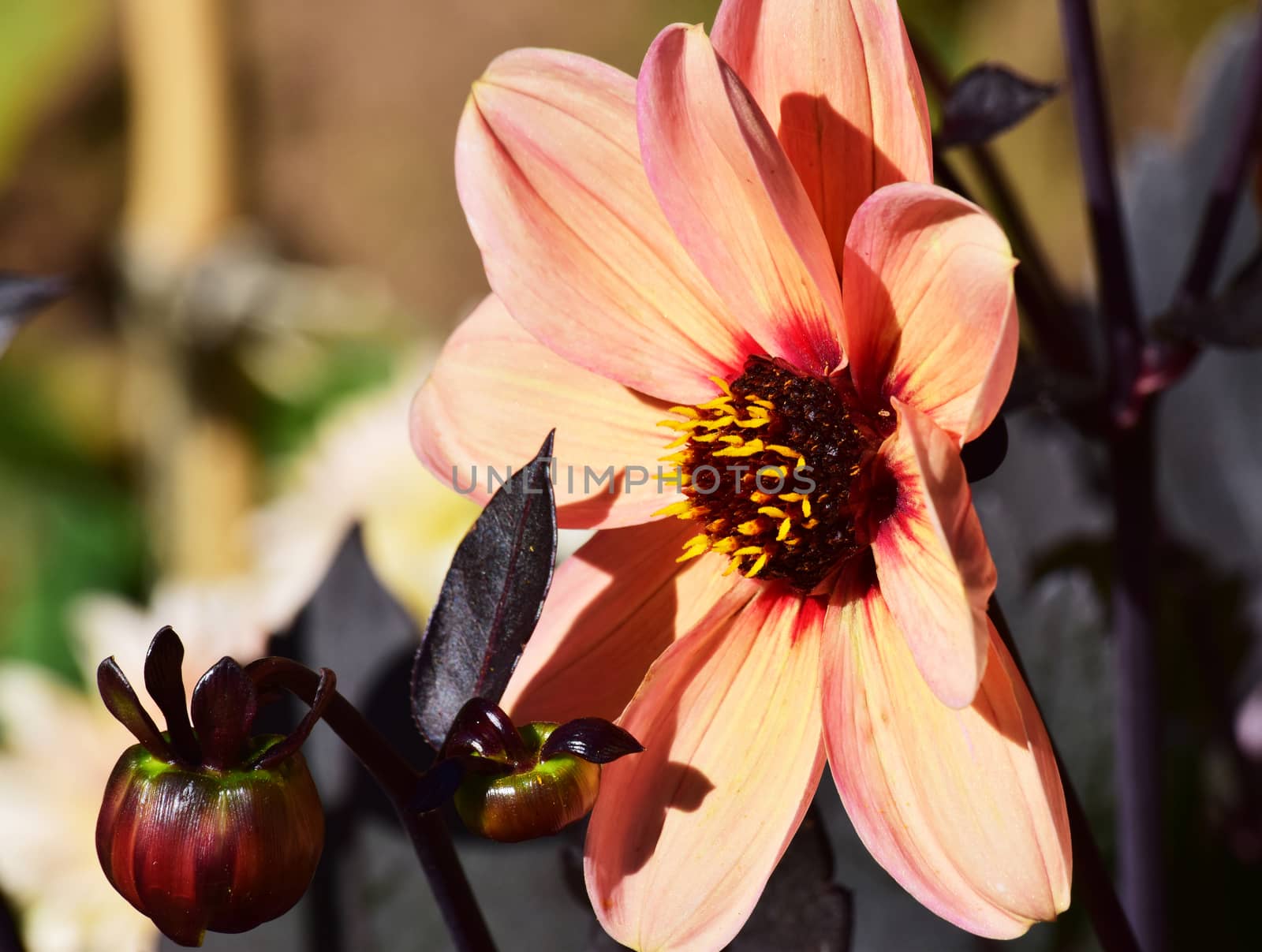 Pink Dahlia. by george_stevenson